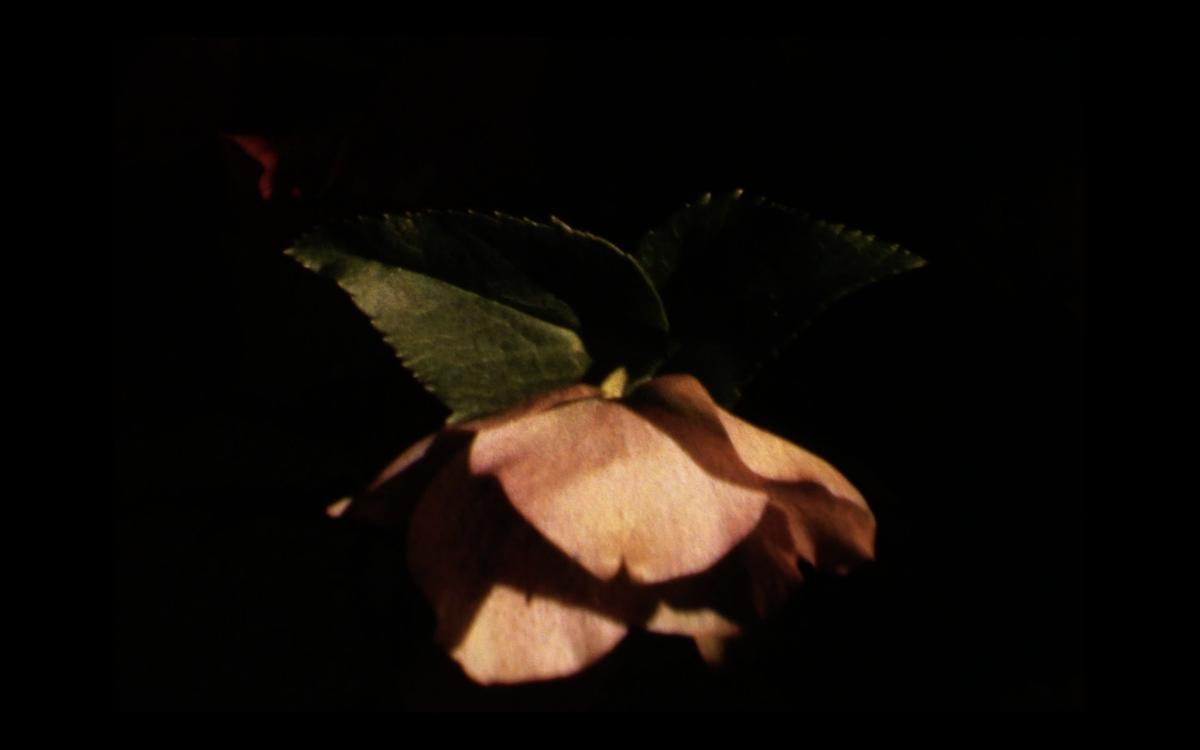 A grainy image of a peoney flower in the sunlight with a foggy background.